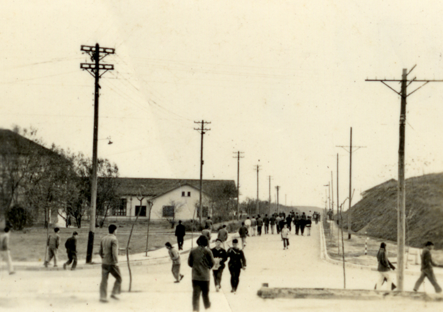 五十年代初期的校园大道